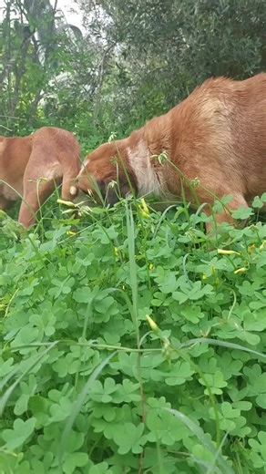 ‏#foryou #foryoupage #videoviral #tiktok #unfreezemyaccount