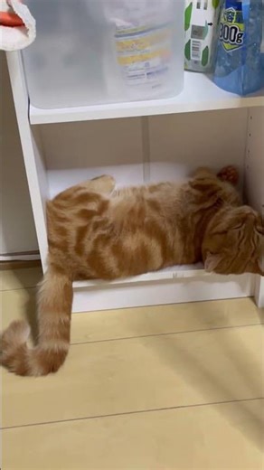 Play Hard, Nap Harder — Munchkin Kitten Edition