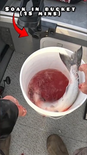 How To Bleed A Fish In A Bleed Bucket