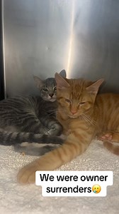 Murray Calloway County Animal Shelter on Reels