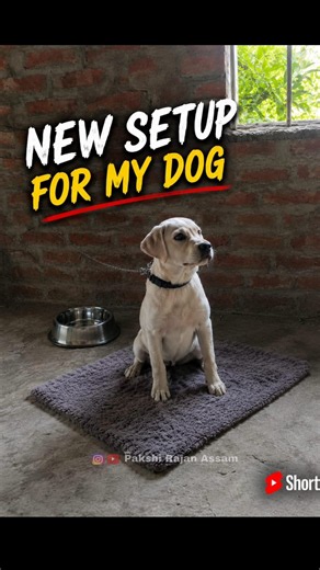 Dog setup #birds #dogs #labrador #germanshepherd #labradorpuppy #labradorretriever #puppy #pets