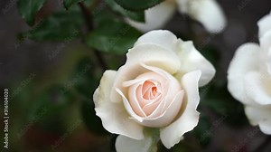 Rose bud. Beautiful rose plant in a sunny and windy day; 4K viedo