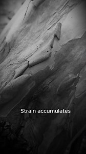 Most human failure does not begin with a mistake. It begins with adaptation. When a risk appears, the brain prioritizes continued function over elimination. If performance continues, the threat is reclassified as tolerable. Stress responses drop. Attention shifts away. Sensitivity decreases. This process -habituation- keeps systems running, but it hides accumulating strain. Danger doesn’t disappear. It becomes invisible. This video documents how human perception adapts to risk long before failur