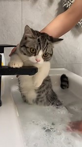 Super cute cat taking a bath #CatBath #catbathchallenge #catlover | Meow Spa