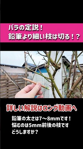 バラの剪定で定説となつているのが「鉛筆より細い枝は切る！」です！その定説は本当でしょうか？私の経験からの判断の仕方を説明致します！ #バラの育て方 #バラの手入れ #ガーデニング #バラ初心者