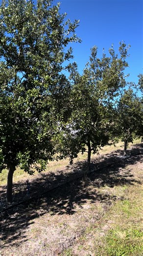 Truffiere looking lovely at the start of winter. Looking forward to our Australian Truffles #truffles