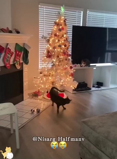 Cats and Christmas Trees: Cute Kitten Moments