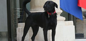 VIDEO. Nemo, le labrador d'Emmanuel Macron, urine en pleine réunion à l'Elysée - Closer
