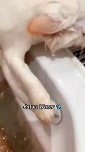 3.5K views · 80 reactions | My cat went from fluff to flat real quick Buy one for your beloved pet: https://amzn.to/4pw256m | Cat lover's | Facebook