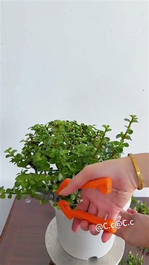 jade plant with golden branches and leaves! Just tie the branches to a support, and then let them