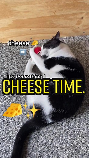 The Ultimate Cheese Time Experience with the Smartest Cat in the World