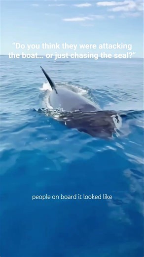 Orcas repeatedly charge toward a boat , but the real reason only becomes clear at the end. #orcas