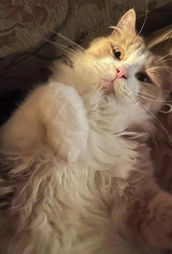 A few days ago we asked for you to show us your Faith animals in their new homes, and you did not disappoint. It makes us all so happy seeing all the animals in new homes, knowing what love is. It’s these photos that make what we do so rewarding. Thank you to everyone who has made room in their homes and hearts for a Faith animal. These photos only show a very small portion of the happy animals in their homes♥️ | F.A.I.T.H. Animal Rescue