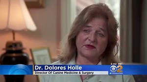 8.4K views · 140 reactions | A new study on guide dogs for the blind...