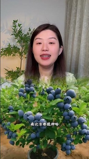 Boost Your Garden: Grow Blueberry Bushes from Cuttings