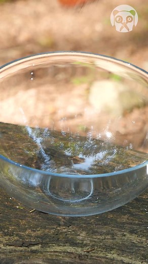 247K views · 386 reactions | Amazingly Cooking Salmon In Wild | Crafty Panda | Facebook