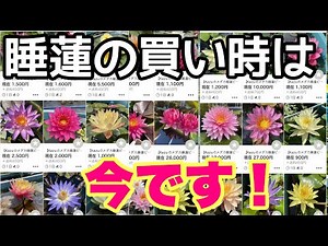 The reason why autumn is the best time to buy water lilies! Why is now the best time to buy water...