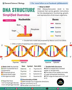 23K views · 352 reactions | Structure of DNA in a nutshell Ever wondered what makes you YOU? It all starts with DNA – the tiny molecule that carries the entire instruction manual of life!  Learn how Adenine pairs with Thymine, and Guanine pairs with Cytosine to form the iconic double helix #DNAstructure #BiologyFacts #ExamReady #GKBooks #NEETprep #SSCScience #UPSCbiology #InfographicLearning #ScienceSimplified | InfoPic Notes | Facebook