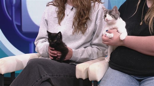 Paws & Claws Cat Rescue: Make a Difference for Local Animals in Need