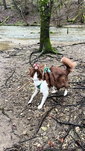 The river has been a bit wild since all the rain we’ve had😅 Poppy doesn’t mind, she likes the shallow bits to run and play in💁🏻‍♀️ #foryou #foryoupage❤️❤️ #dogtok #dogsoftiktok #fyp
