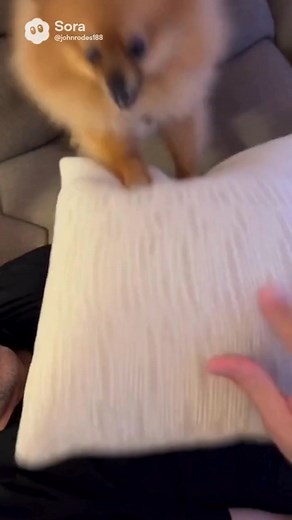 When your puppy turns assassin… make sure your life’s insured with us! | Insurance Center of Harrisonburg