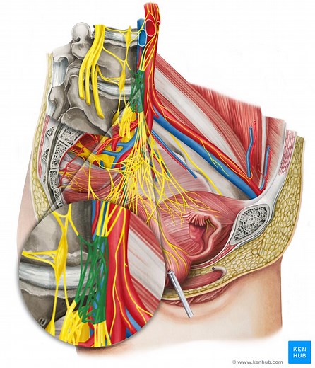 Superior hypogastric plexus
