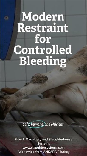 Slaughter & Bleeding Systems for Cattle | Rotational Restraint & Humane Processing