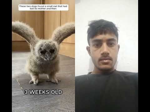 these two dogs found a small owl that had lost its mother and then #abhikumar #facebook