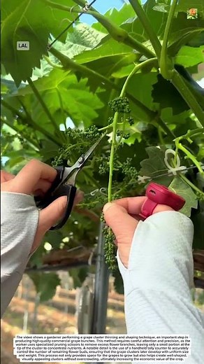 Precision Grape Cluster Thinning for Premium Quality Harvest