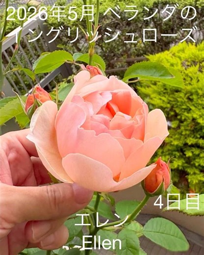 [May 2026: First bloom of the English rose "Ellen" on the balcony] David Austin roses first bloom...