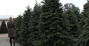 Beware of bug-filled Christmas trees