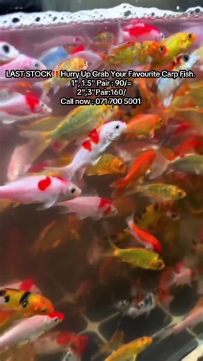 Grab Your Favorite Carp Fish at Greenway Aquaponics