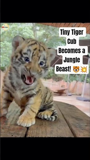 The Secret Life of a Baby Tiger 🐯❤️