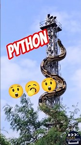PYTHON 🐍 anaconda #song #music #arrahman #love #movie #automobile #travel #shortvideos #dinosaur