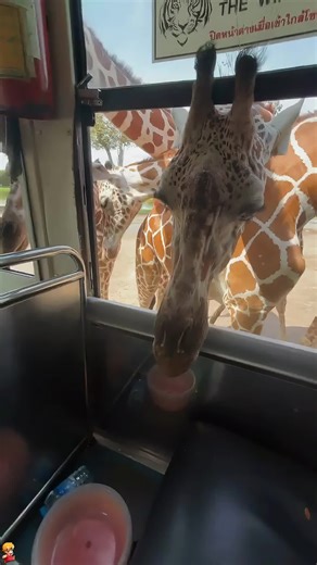 Comical Giraffes at the Zoo: A Fun Animal Experience
