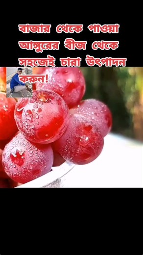 Growing Grape Vines: A Visual Guide to Planting Techniques