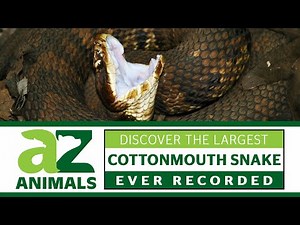 Discover the Largest Cottonmouth Snake Ever Recorded