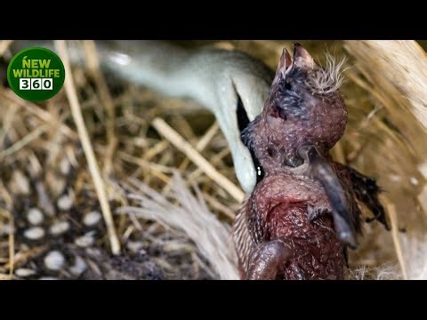 Moment As The World's Most Venomous Snake Hunts Its Prey, Captured On Camera | animal attacks