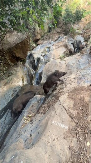 Amazing Wild Boar Jumping 🐗 #warthog #pig #boar #hog #viral #animal #wildpig #wildboar #wildlife