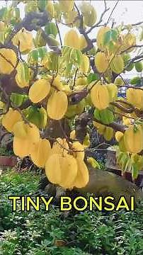 The Most Beautiful Ficus Bonsai Transformation Ever