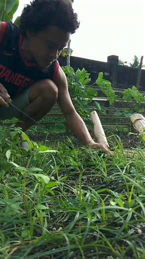 32K views · 646 reactions | Gardening #harawviral | SANO Boholano vlogstutorial | Facebook