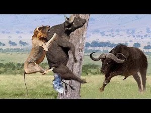 Wild animal: Lion vs Buffalo vs Wild dogs - two bear fights each other | Animal World