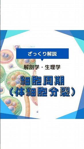 ざっくり解説 解剖生理学 細胞周期 #解剖学 #柔道整復師学生 #看護学生 #看護師 #リール動画 #shorts #国家試験