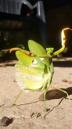 65K views · 408 reactions | Come kick it with us at the Riverside Insect Fair! 屢 : Saturday, April 26 : Riverside Main Library : 10 AM – 4 PM Get an up-close look at fascinating insects from the fierce praying mantis to the beautiful monarch butterfly and dive into a day of hands-on learning and fun for all ages. 曆 For all the details, visit: RiversideInsectFair.com #ILoveRiverside #RiversideInsectFair | City of Riverside, CA - City Government | Facebook