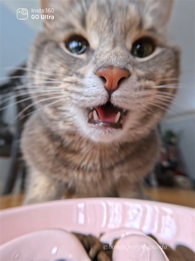 POV: dinner time from the bowl 🍽️ Bambi and Jerry take turns… kind of 😅 Filmed on Insta360 GO Ultra with @insta360 official Use code BAMBI or link in bio for a free gift. #Insta360 #Insta360CatCam #CatPOV #DinnerTime #CatsBeingCats