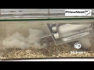 Watch how PillowNest transforms lab animal care in this timelapse of a mouse building its nest