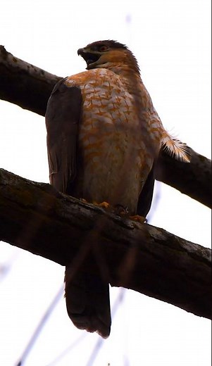 This Cooper’s Hawk Sounds Like It’s Laughing 🤣 | 10s 4K