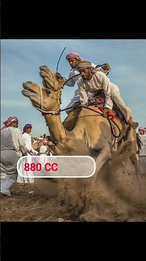 Crazy Camel Races in Dubai #facts #amazingfacts