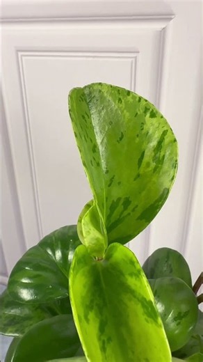 Variegated Peperomia obtusifolia 🌿 #plantssparkjoy #plants #houseplants