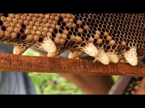 how to split beginners - Splitting bee colonies | site by site splitting bee colonies